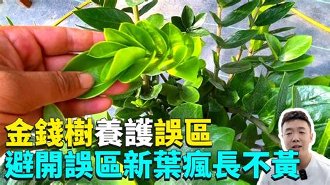 金幣樹|常見綠植金錢樹的養護介紹，黃葉怎麼處理？